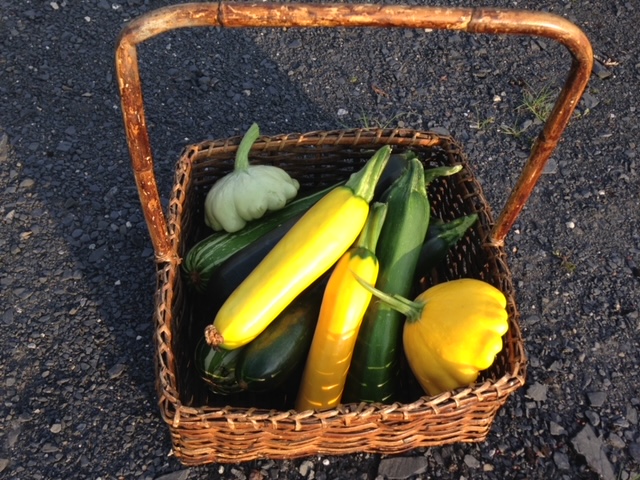 Summer squash